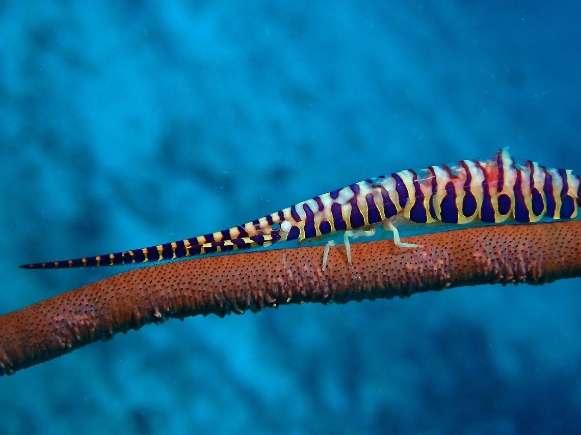 Banded Sawblade Shrimp The Banded Sawblade Shrimp - Tozeuma armatum has elongated body, this one was easily 15-18 cm in length.  Long and slender, it has bands of blue/purple colour with yellow-based body. Banded Sawblade Shrimp,Banded Tozeuma Shrimp,Cebu,Gato Island,Geotagged,Malapascua,Philippines,Saw-blade shrimp,Sawblade Shrimp,Shrimp,Spring,Tozeuma armatum