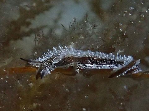 Lomanotus vermiforis Sea Slug Lomanotus vermiformis, as its name suggests, is particular elongate. It is always found on its food, the aglaopheniid hydroid Lytocarpus philippinus, on which it is particularly well camouflaged. It clings tightly to the hydroid with its narrow grooved foot and a very sticky mucous secretion. It thrashes wildly with lateral body flexions when removed from the hydroid. It seldom grows larger than 25mm. Cebu,Geotagged,Lomanotus vermiformis,Malapascua,Nudibranch,Philippines,Sea Slug,Spring