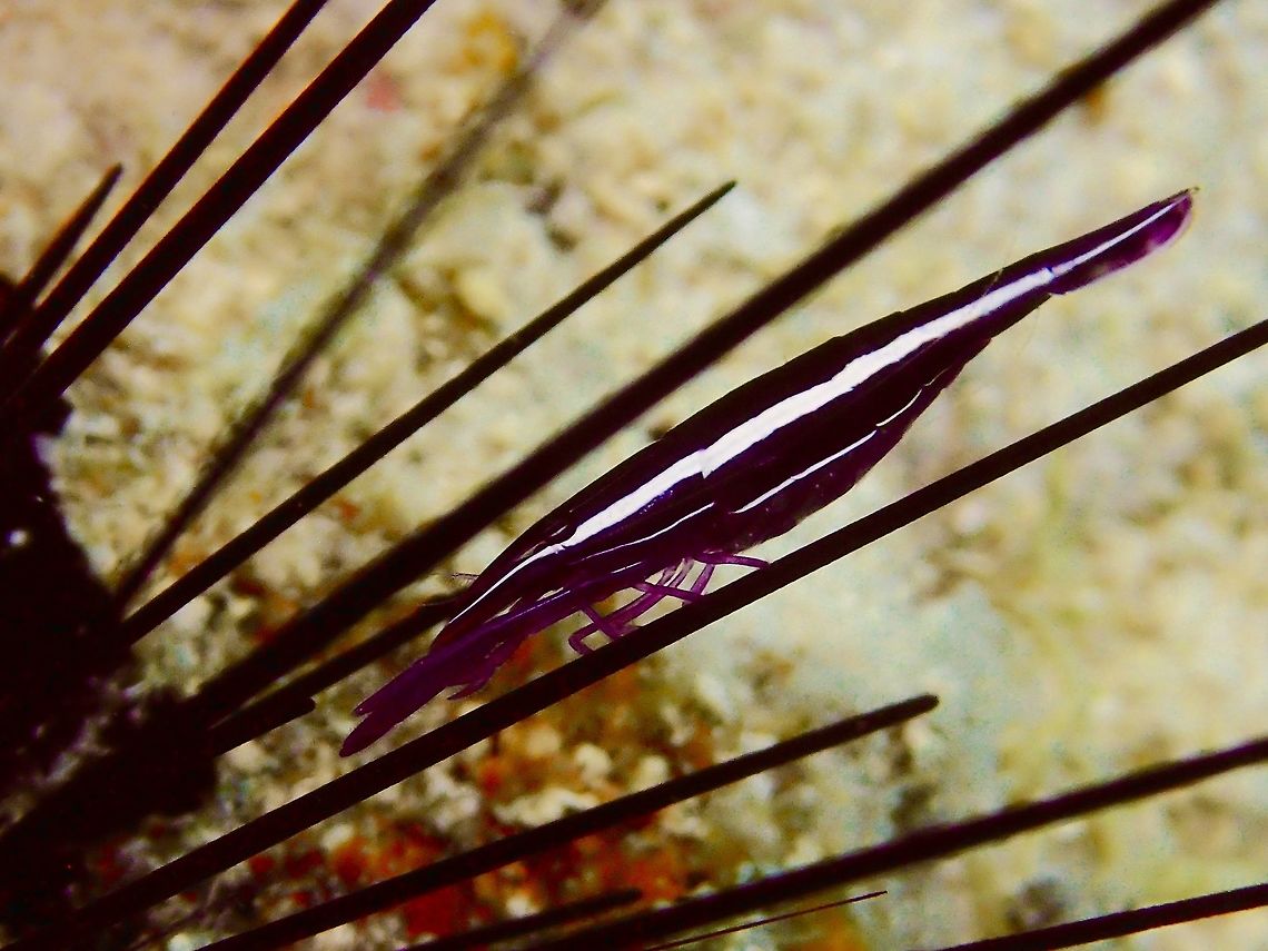 Purple Urchin Shrimp Purple Urchin Shrimp - Stegopontonia commensalis is purple in colour with white bands and are only found among sea urchins.  They can be difficult to spot, especially when they &#039;hugs&#039; the sea urchin needles and also difficult to take close-up pictures of as have to be careful not to get too close and risk getting stung by the sea urchins. Cebu,Geotagged,Malapascua,Philippines,Purple Urchin Shrimp,Shrimp,Spring,Stegopontonia commensalis