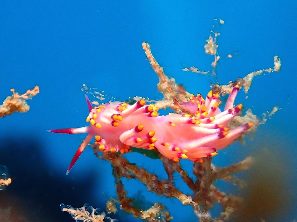 Aeolid Nudibranch This Trinchesia sibogae nudibranch is mostly pink in colour with pink and yellow tipped cerrata.<br />
Although reported to be widely spread, it is not commonly seen and usually found among its host food source which is some sort of algae. Aeolid Nudibranch,Cebu,Geotagged,Malapascua,Nudibranch,Philippines,Spring,Trinchesia sibogae
