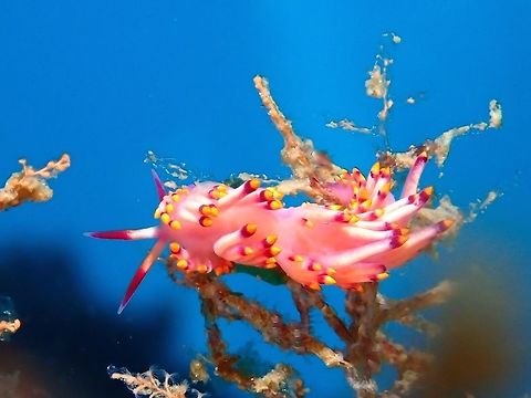Aeolid Nudibranch This Trinchesia sibogae nudibranch is mostly pink in colour with pink and yellow tipped cerrata.
Although reported to be widely spread, it is not commonly seen and usually found among its host food source which is some sort of algae. Aeolid Nudibranch,Cebu,Geotagged,Malapascua,Nudibranch,Philippines,Spring,Trinchesia sibogae