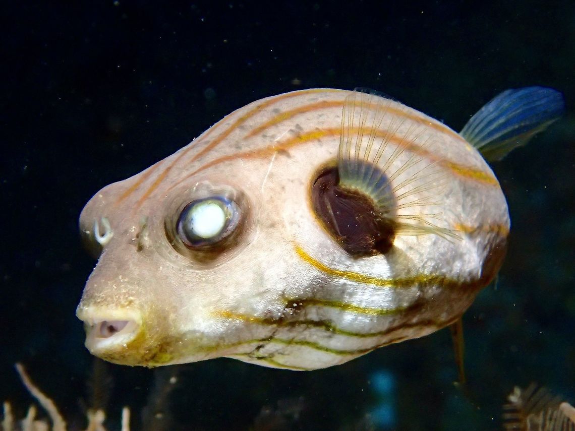 One eyed blinded This Narrow-lined puffer - Arothron manilensis is a very common pufferfish.<br />
What this particular one strikes me was one of its eyed seems to be blinded, all white in colour. The eye on the other side seems to be ok. Despite its handicap, this Pufferfish looks fine and healthy. Arothron manilensis,Cebu,Fish,Geotagged,Malapascua,Narrow-lined puffer,Philippines,Pufferfish,Spring,Striped Pufferfish