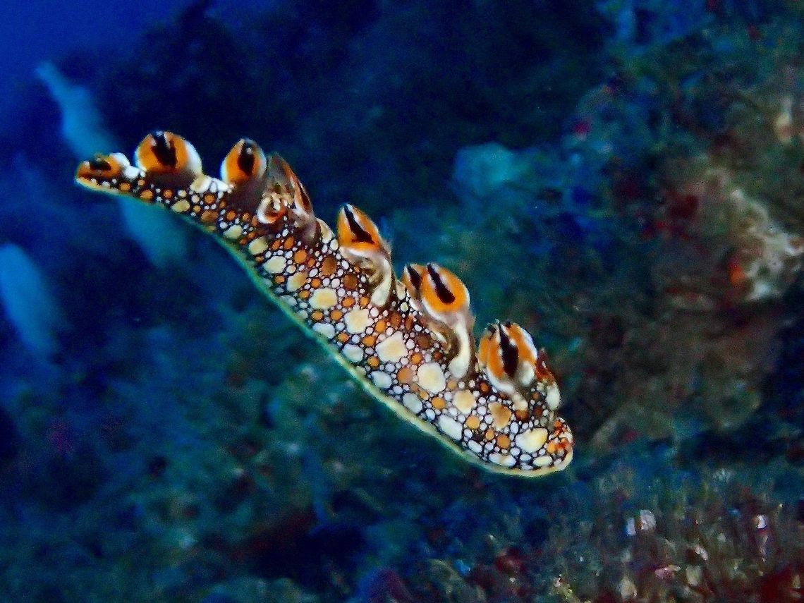Flying Dragon Dragons do exist, in the world of Nudibranch. This small Nudibranch, around 3 cm in length looks like a &#039;Chinese Dragon&#039;. Body is white in colour with mosaic patterns of yellow, orange and black. This Nudibranch also has eyes, the tiny black spot below the Rhinopores. They are also a swimming Nudibranch by arching their body sideways, they can swim for short distances.<br />
<br />
This is one of my favourite Nudibranch from Malapascua and each trip I go there, will make a point to look for them.  It is always found at a shallow part of Gato Island, usually less than 5 meters depth, among its food souce; hydroids.<br />
<br />
In this occasion, I was able to capture the Nudibranch swimming. Bornella anguilla,Cebu,Geotagged,Malapascua,Nudibranch,Philippines,Spring