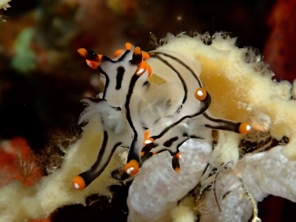 Nudibranch Mating A pair of Nudibranch - Thecacera picta caught mating. The genitals of Nudibranch are always located on the right side of their body and when they mates, it is always in the position seen in the picture, side-by-side, facing away from each other. Cebu,Geotagged,Malapascua,Nudibranch,Philippines,Spring,Thecacera picta