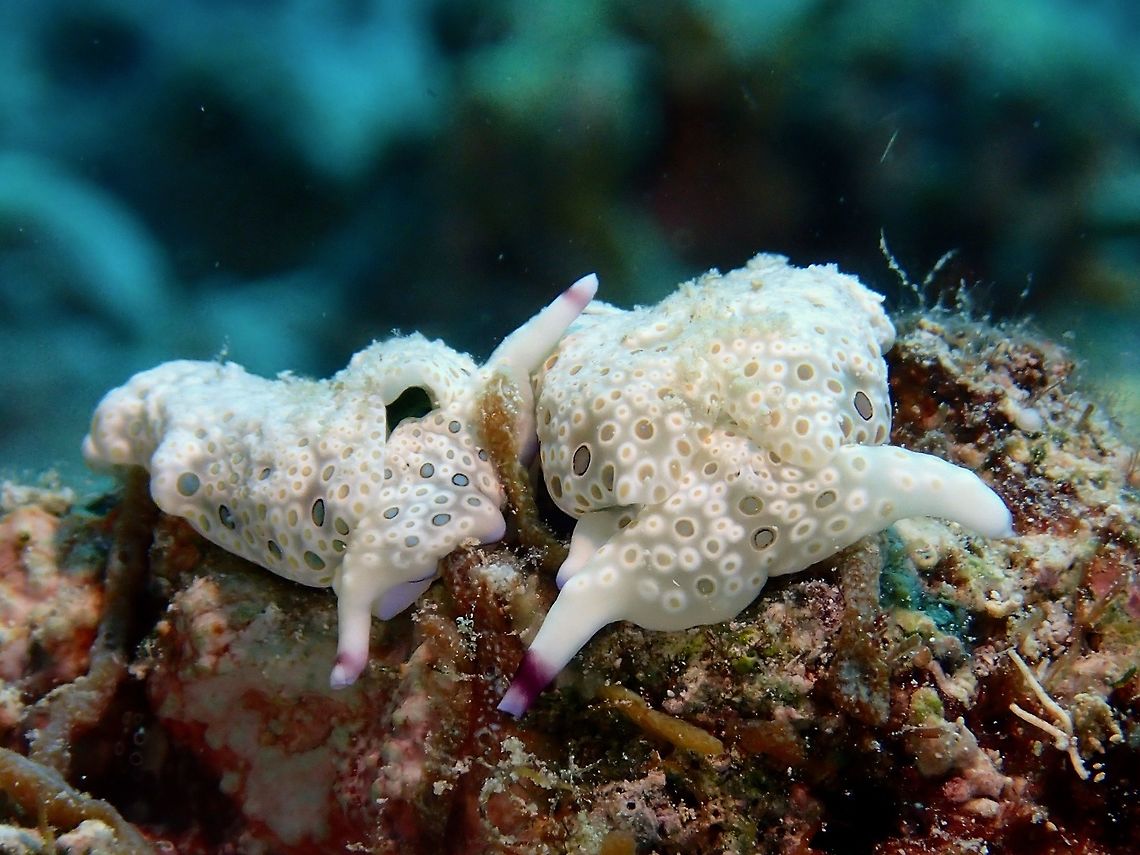 Sap Sucking Sea Slug This pair of Sap Sucking Sea Slug - Plakobranchus ocellatus was probably checking each other out. Cebu,Flat Camouflaged Slug,Geotagged,Malapascua,Philippines,Plakobranchus ocellatus,Sea Slug,Spring