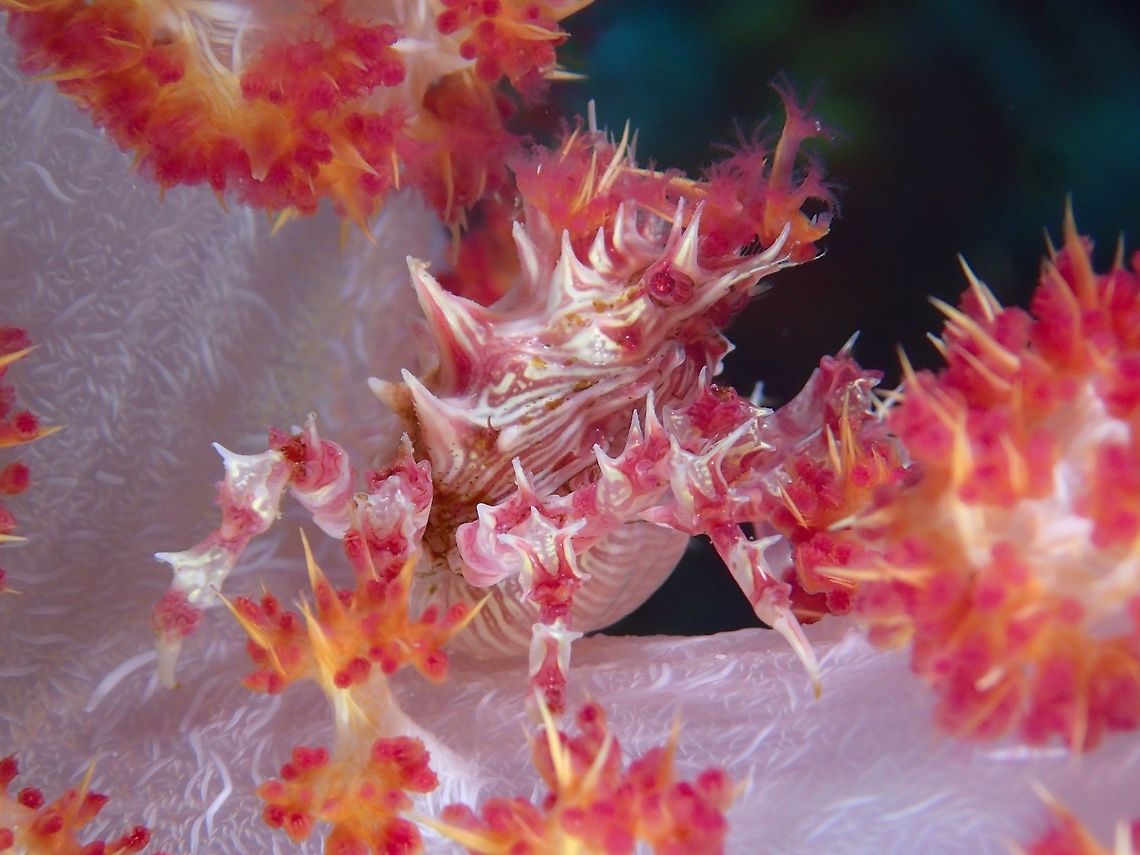 Candy Crab This Hoplophrys oatesii crabs are fondly called Candy Crab for its bright and beautiful colours.<br />
They can be found exclusively on the soft corals and will even cut parts of the soft corals to decorate its back to further camouflage itself among the soft corals. Candy Crab,Cebu,Crab,Geotagged,Hoplophrys oatesi,Malapascua,Philippines,Soft Coral Crab,Spring