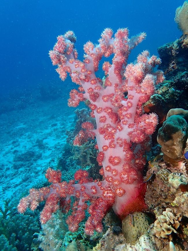 Can you find the Candy Crab? This beautiful and colourful Soft Corals - Dendronephtya hemprichi is where the Candy Crab lives.<br />
Can you find the Crab among this corals? Cebu,Corals,Dendronephthya hemprichi,Geotagged,Malapascua,Philippines,Soft Corals,Spring