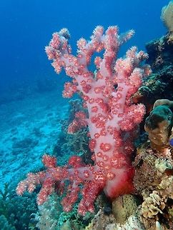 Can you find the Candy Crab? This beautiful and colourful Soft Corals - Dendronephtya hemprichi is where the Candy Crab lives.
Can you find the Crab among this corals? Cebu,Corals,Dendronephthya hemprichi,Geotagged,Malapascua,Philippines,Soft Corals,Spring