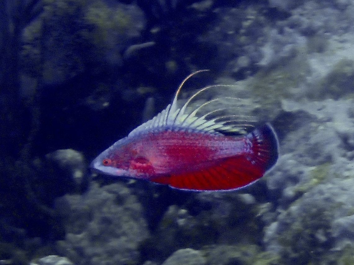 Flasher Wrasse This is a male of Line-spot Flasher Wrasse - Paracheilinus lineopunctatus.  He swims among a group of female Flasher Wrasses and will &#039;flash&#039; his pectoral fins as seen in the picture to get the interest of the females and also to &#039;fight off&#039; competing males.<br />
<br />
This is a highly cropped picture unfortunately.  It is very difficult to get nearer to them to get better close-up picture using a point and shoot camera as they are rather shy.  Also, one has to anticipate the &#039;flashing&#039; as it is only for a split second. Cebu,Coral.Malapascua,Fish.Flasher Wrasse,Geotagged,Line-spot Flasher Wrasse,Paracheilinus lineopunctatus,Philippines,Spring,Wrasse