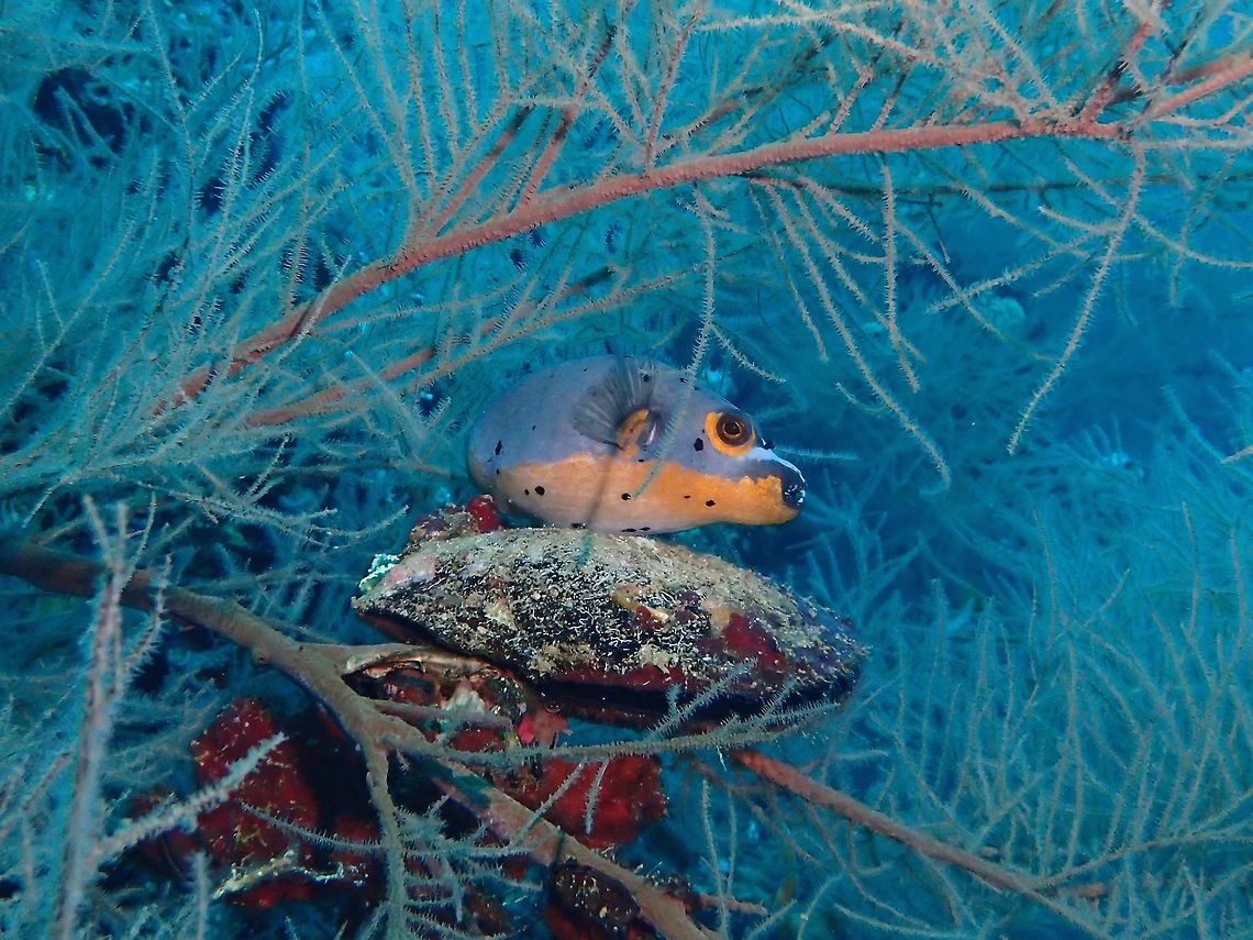 I'm resting This Black-spotted Pufferfish - Arothron nigropunctatus was seen &#039;resting&#039; on corals.<br />
I guess fish can be tired too of swimming and floating/hovering that they need to settle down on something to rest from time to time. Arothron nigropunctatus,Blackspotted puffer,Cebu,Dog-faced Pufferfish,Fish,Geotagged,Malapascua,Philippines,Pufferfish,Spring