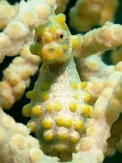 Yellow Pygmy Seahorse This Bargibanti Pygmy Seahorse - Hippocampus bargibanti is already the biggest among the Pygmy Seahorse, but still very small in size, usually around 2-2.5 cm.  This is one of the bigger ones found on the seafan, there were 5 of them and this one looks pregnant.  It is the males among the Seahorses that carries the baby in their pouch.  They takes in the colour of the host seafan, in this instance, it is yellow in colour.  They can also be found in orange and pink/purple colours.  The body has tubercles which makes them camouflage well among the seafan as the tubercles looks like the retracted polyps of the seafans. Cebu,Geotagged,Hippocampus bargibanti,Malapascua,Philippines,Pygmy seahorse,Seahorse,Spring