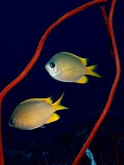 Golden Damselfishes This Golden Damselfish - Amblyglyphidodon aureus are known to hang out near to whip corals where they they may deposit their eggs on the whip corals and they will 'look after' the eggs until they hatches. Amblyglyphidodon aureus,Cebu,Damselfish,Fish,Geotagged,Golden damselfish,Malapascua,Philippines,Spring