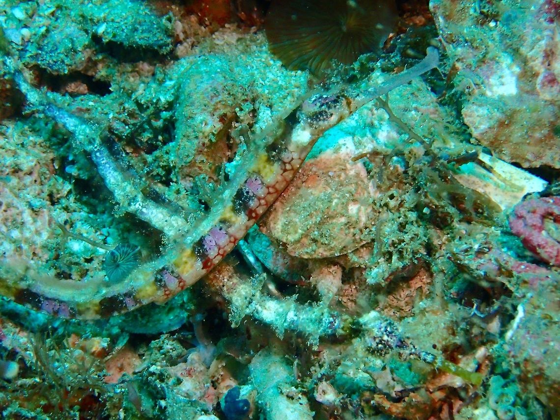 Winged Pipefish I always find taking pictures of this Winged Pipefish - Halicampus macrorhynchus a big challenge.<br />
There are 2 of them here, probably a pair of adults.  They were found among coral rubbles which they camouflage very well, making it very difficult to get a picture that will show them clearly. Cebu,Geotagged,Halicampus macrorhynchus,Malapascua,Philippines,Pipefish,Spring,Winged pipefish