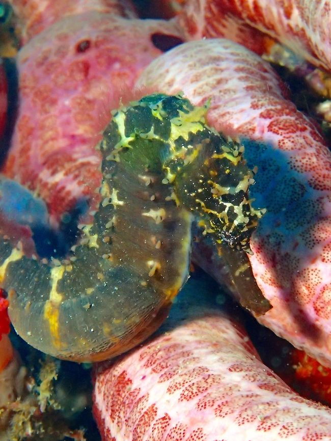 Tiger Tail Seahorse - Hippocampus comes  Cebu,Geotagged,Hippocampus comes,Malapascua,Philippines,Seahorse,Spring,Tiger tail seahorse
