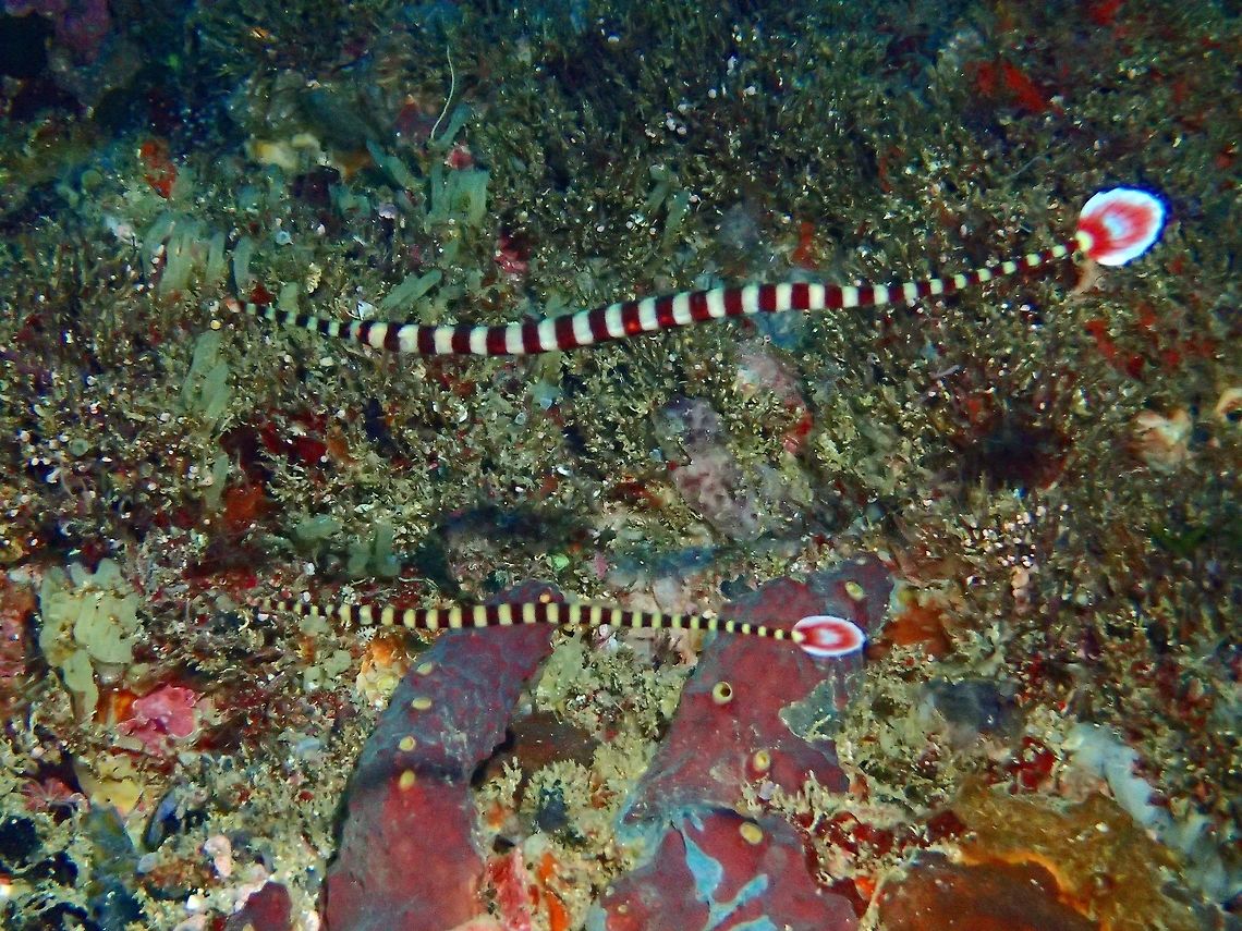 Banded/Ringed Pipefish - Doryrhamphus dactyliophorus Adults of this Banded/Ringed Pipefish - Doryrhamphus dactyliophorus are usually found in pairs whereas the juveniles can be found in a cluster/group. Banded pipefish,Cebu,Dunckerocampus dactyliophorus,Geotagged,Malapascua,Philippines,Pipefish,Spring