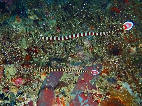 Banded/Ringed Pipefish - Doryrhamphus dactyliophorus Adults of this Banded/Ringed Pipefish - Doryrhamphus dactyliophorus are usually found in pairs whereas the juveniles can be found in a cluster/group. Banded pipefish,Cebu,Dunckerocampus dactyliophorus,Geotagged,Malapascua,Philippines,Pipefish,Spring