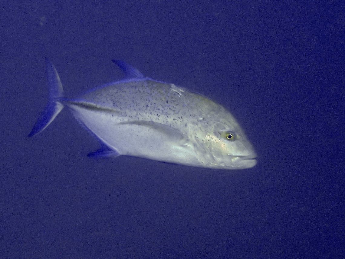 Bluefin Trevally - Caranx melampygus  Bluefin trevally,Caranx melampygus,Cebu,Fish,Geotagged,Jacks,Malapascua,Philippines,Spring,Trevally