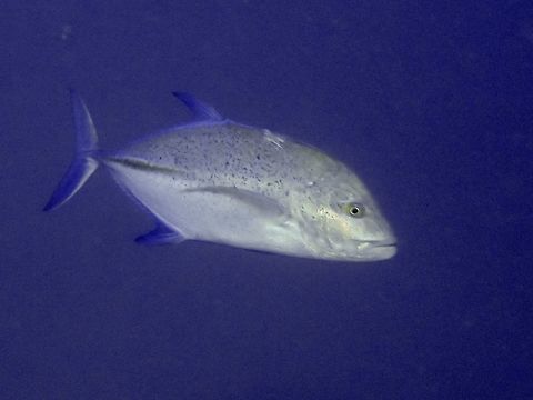 Bluefin Trevally - Caranx melampygus  Bluefin trevally,Caranx melampygus,Cebu,Fish,Geotagged,Jacks,Malapascua,Philippines,Spring,Trevally