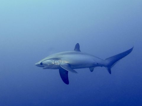 Pelagic Thresher Sharks - Alopias pelagicus This Pelagic Thresher Sharks - Alopias pelagicus visits Monad Shoal in Malapascua, Philippines regularly, especially in the early morning hours after the sunrise to get cleaned by various reef fishes.

Thresher Sharks have very long tails, the tails are nearly as long as the body length, which they used to whip and stun their prey before 'collecting' them to eat.  When they visits the cleaning stations, they tends to swim in circles or figure-8 very slowly, and using their tails in swaying movements to slow them down in a very elegant way.

To my opinion, one of the top 10 most spectacular shark species.  They also have huge eyes, compared to other species of sharks. Alopias pelagicus,Cebu,Geotagged,Malapascua,Pelagic thresher,Philippines,Shark,Spring,Thresher Shark