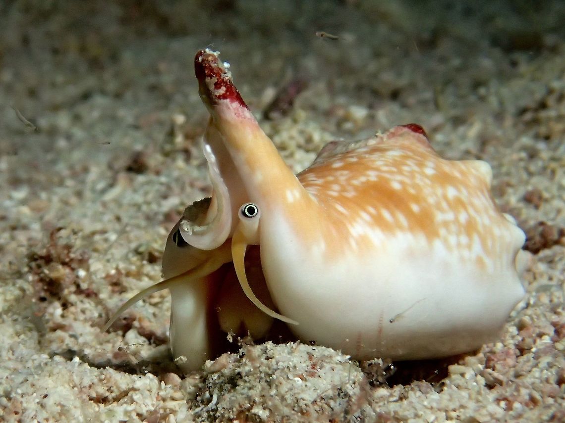 Cone Shell This is a fairly common Cone Shell - Euprotomus bulla, usually buried under the sands and they come out at night to feed.  They have interesting eyes at the end of their eye stalks.<br />
<br />
This was wrongly identified as Euprotomus vomer previously. Cebu,Cone Shell,Euprotomus bulla,Geotagged,Malapascua,Philippines,Shell,spring