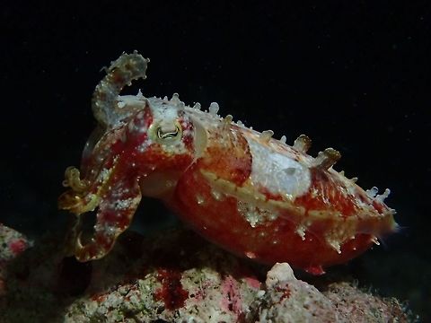 Reaper Cuttlefish Reaper Cuttlefish - Sepia mestus are also known as Red Cuttlefish.
They are small in size with the females around 12 cm and the males around 7-8 cm.
Like most species of Cuttlefishes, they have the ability to change their colours and appearance within seconds to blend in with their surrounding, they are master of camouflage. Cebu,Cuttlefish,Geotagged,Malapascua,Philippines,Reaper Cuttlefish,Red Cuttlefish,Sepia mestus,Spring