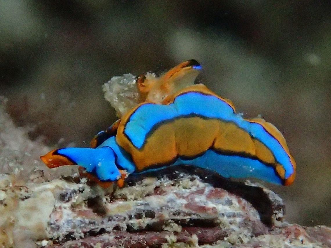 Sea Slug - Thuridilla lineolata  Cebu,Geotagged,Malapascua,Philippines,Sea Slug,Spring,Thuridilla lineolata