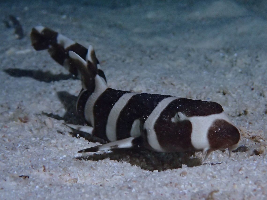 Brown Banded Bamboo Shark This is a juvenile Brown Banded Bamboo Shark - Chiloscyllium punctatum.  Saw it during a night dive when it was out in the open hunting for food, mostly for crustaceans (crabs) hiding under the sands.  This the juvenile phase, they have very distinct dark and light bands.  This one was just around 25-30 cm in length and slender, a friend mentioned, could it be that they are trying to mimic a banded seas snake since sea snakes are venomous and this mimicry may offers them 'protection' from their predators who will likely stay away from sea snakes. Bamboo Shark,Brownbanded bamboo shark,Cebu,Chiloscyllium punctatum,Geotagged,Malapascua,Philippines,Shark,Spring