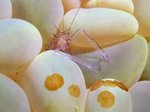 Bubble Coral Shrimp This small sized Bubble Coral Shrimp - Vir philippinensis are translucent and 'purple lines' can be seen in their body and legs.  They can be found exclusively among Bubble Corals and usually can only see the head as the tails and back part of the body are tugged among the Bubble Corals.

In this picture, there are also 6 Acoel Flatworms (Waminoa sp.), the brown patches.  Most divers overlook them as they are small in size and not colourful to attracts interest. Bubble coral shrimp,Cebu,Geotagged,Malapascua,Philippines,Shrimp,Spring,Vir philippinensis