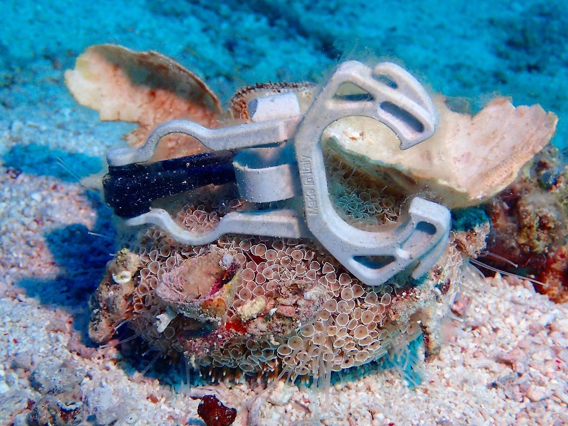 Flower Urchin - check out my decorations! Flower Urchin - Toxopneustes pileolus although looks less harmless than the typical Sea Urchin with long spines, they do have venomous spines and can cause severe pain.<br />
<br />
This particular Flower Urchin has collected some debris, including an Octopus (second stage of Regulator) holder to decorate itself and probably also for protection. Cebu,Flower urchin,Geotagged,Malapascua,Philippines,Sea Urchin,Spring,Toxopneustes pileolus