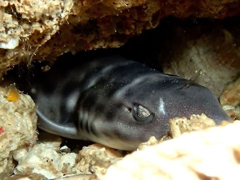 Silver Eyes The Coral Catshark - Atelomycterus marmoratus are very small in size, up to 70 cm in length.  They are nocturnal and tends to hide under rocks and crevices during day time as they don't like the lights, which is the reason they have very big eyes in proportion to their size compared to other Sharks.

Its name, 'marmaoratus' means marbled in Latin, hence its other common name is Marbled CatShark.

Due to its small size, they can be popular among aquarist.
Mostly caught by fisherman as by-catch, they are currently listed as Near Threatened in the IUCN Red List. Atelomycterus marmoratus,Cebu,Coral catshark,Fish,Gato Island,Geotagged,Malapascua,Marbled Catshark,Philippines,Shark,Spring