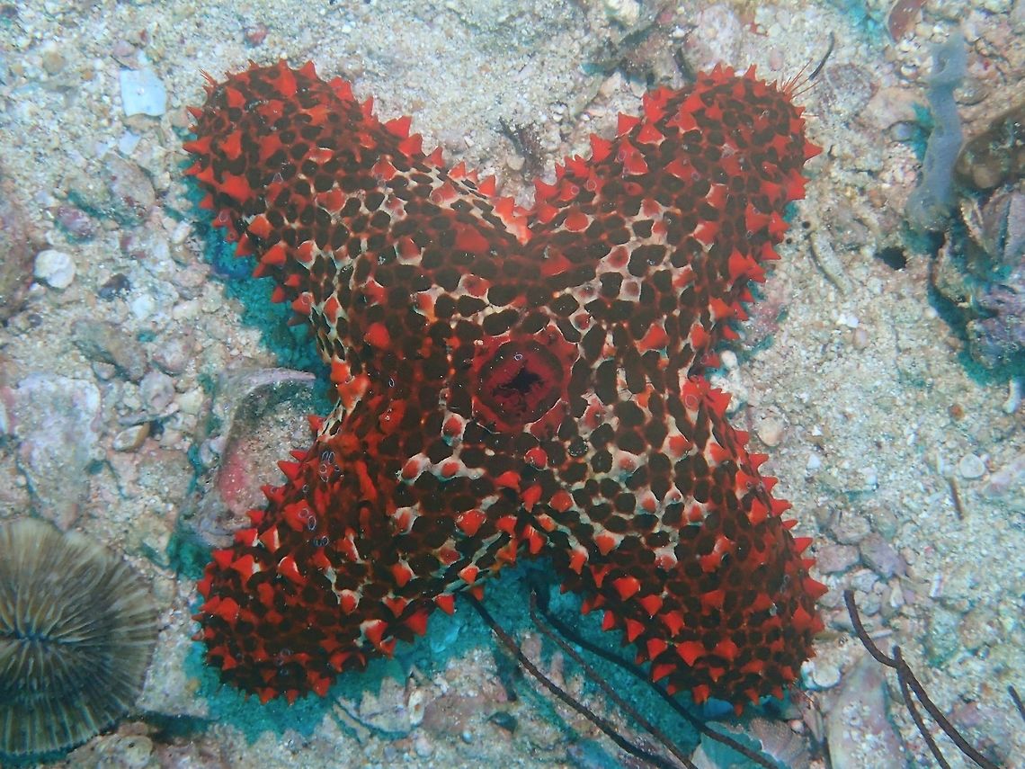 Striking Sea Star This Striking Sea Star - Euretaster insignis are not commonly seen and considered rare.  What's more striking about this particular Striking Sea Star is that it only has 4 arms, instead of the typical 5 arms.<br />
<br />
For more info on this rare Striking Sea Star, check out this article :<br />
<br />
https://reefbuilders.com/2015/05/18/rarely-striking-sea-star/# Cebu,Euretaster insignis,Gato Island,Geotagged,Philippines,Sea Star,Spring,Striking Sea Star,malapascua