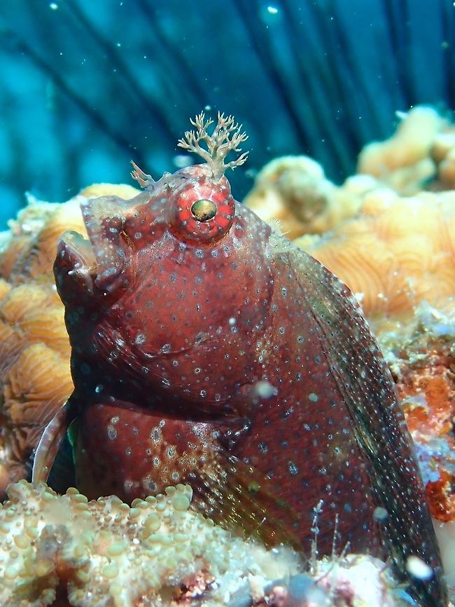 Starry Blenny The Starry Blenny - Salarias ramosus has shades of brown, covered with numerous small white spots; highly branched tentacle above eyes (eye lids).  Solitary, on rock or coral outcroppings in sheltered areas with mixed sand and weed bottoms.  Blenny,Cebu,Fish,Geotagged,Malapascua,Philippines,Salarias ramosus,Spring,Starry Blenny