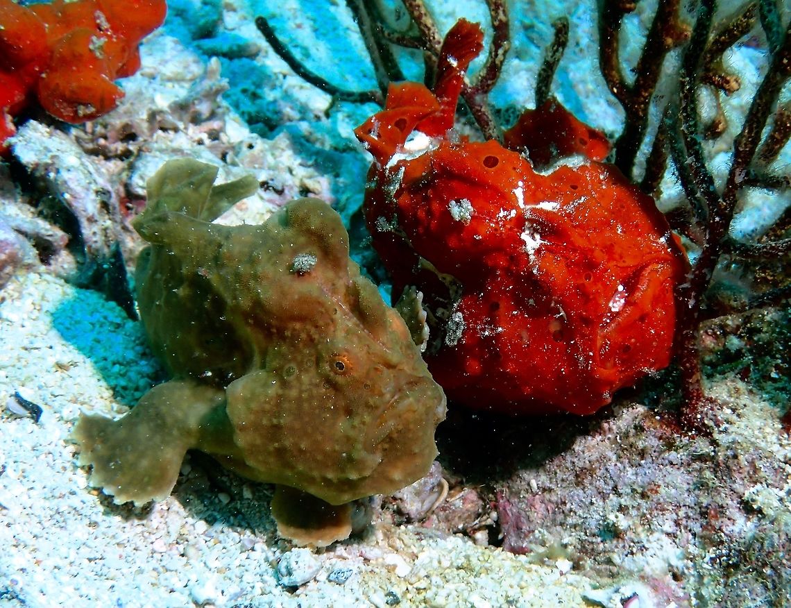 Different colours but the same This is a pair of Painted Frogfish - Antennarius pictus, they can be highly variable in colours.<br />
The greenish/brown on the left is a male and the reddish on the right is a female.  She was bloated with eggs and usually at this time, the male will hang around her to wait for the moment she is ready to release her eggs. Often time, more than 1 male can be seen hanging around a female, waiting for her, following her around and sometimes, jostling with other males to get the female&#039;s attention.<br />
<br />
Usually, the female will release her eggs at dusk or night time, when she has selected her male partner, both of them will then swim towards the water column. The female will then release her eggs in a long ribbon while the male will release his sperm to fertilise the eggs.  The fertilised egg ribbons will then floats in the water column.  It is not known if they will continue to float until the eggs are due to hatch or it will settle down to the ocean bottom. Antennarius pictus,Cebu,Frogfish,Geotagged,Malapascua,Painted frogfish,Philippines,Spring