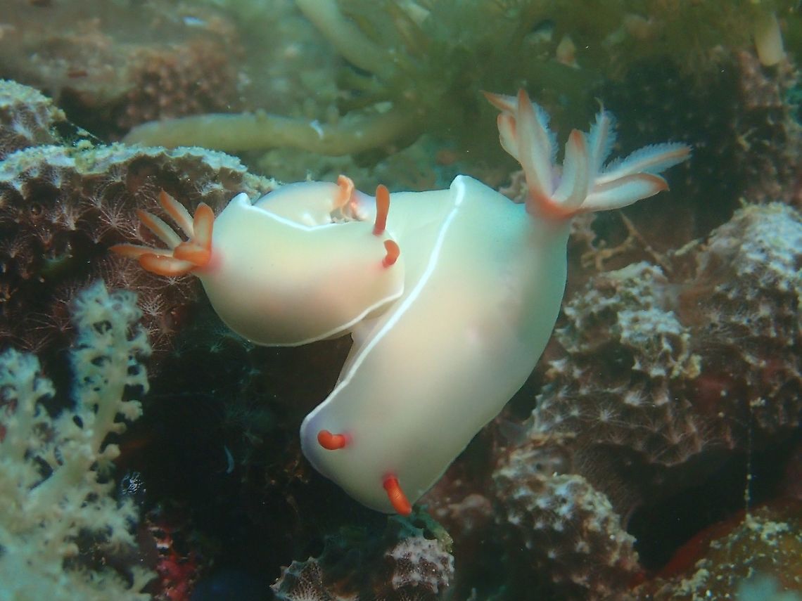 Mating and Laying Eggs This is a pair of Bullock's Nudibranch - Hypselodoris bullockii in a pale/cream colour variation.  They can also be found in blue colour variation. <br />
<br />
Both the Nudibranch in the picture are 'connected' in a mating position and the one on the right is already starting to lay its eggs, this can be seen at the end of her body, with a small patch of brown colour stuff.  Nudibranch lays their eggs in ribbons, glued/attached to substrates like coral rubbles, rocks and sometimes, other shells. Bullocks Hypselodoris,Geotagged,Hypselodoris bullockii,Malapascua,Nudibranch,Philippines,Spring,cebu