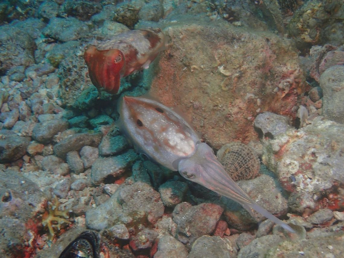 Hunting This pair of Papuan Cuttlefish - Sepia papuensis (updated to Ascarosepion papuense) were seen hanging out together for quite a long time.  The female was actively hunting, as seen in the picture, with her extending her proboscis, which has a sticky end to catch shrimps and crabs. Like all species of Cuttlefish, they are master of camouflage and can change the colour and texture of their skin within seconds.  The male is at the back, with darker patches of colour.  Usually, when they are swimming quickly, or in &#039;hunting&#039; position, their colour changes to light/white colour as seen in the female. Ascarosepion papuense,Cuttlefish,Geotagged,Malapascua,Papuan Cuttlefish,Philippines,Sepia papuensis,Spring,cebu