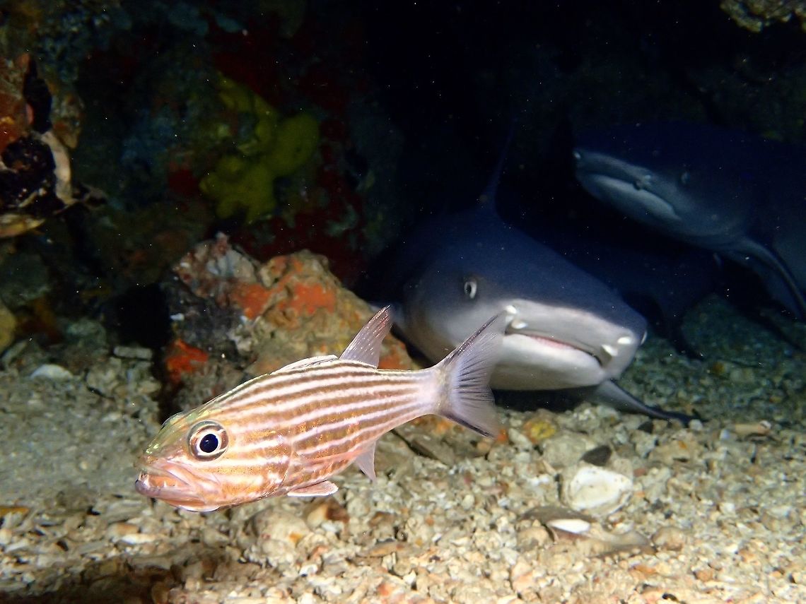 Photobomb by White Tip Sharks The Tiger Cardinalfish - Cheilodipterus macrodon has pale undercolour with 8 red-brown stripes; whitish tail base with dark to dusky bar; large prominent pointed teeth (hence its name).  Then tend to be solitary with the male brooding eggs in his mouth (not very clear, but in this picture, the male has a clutch of eggs in his mouth, fairly new eggs, foam like, in older eggs, eyes of embryos can be seen).  <br />
<br />
They are usually found hovering inside caves and under ledges and in this picture, he was sharing house with 2 White Tip Reef Sharks. Cardinalfish,Cheilodipterus macrodon,Fish,Gato Island,Geotagged,Malapascua,Philippines,Spring,Tiger Cardinalfish,cebu