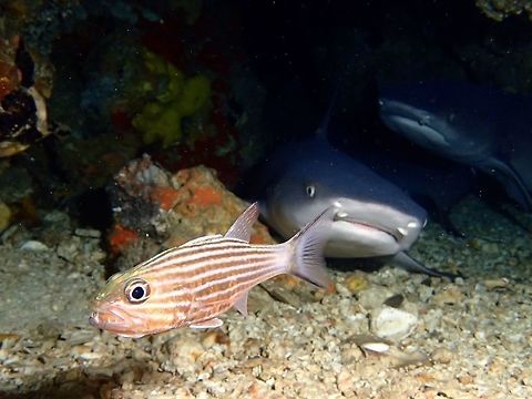 Photobomb by White Tip Sharks The Tiger Cardinalfish - Cheilodipterus macrodon has pale undercolour with 8 red-brown stripes; whitish tail base with dark to dusky bar; large prominent pointed teeth (hence its name).  Then tend to be solitary with the male brooding eggs in his mouth (not very clear, but in this picture, the male has a clutch of eggs in his mouth, fairly new eggs, foam like, in older eggs, eyes of embryos can be seen).  

They are usually found hovering inside caves and under ledges and in this picture, he was sharing house with 2 White Tip Reef Sharks. Cardinalfish,Cheilodipterus macrodon,Fish,Gato Island,Geotagged,Malapascua,Philippines,Spring,Tiger Cardinalfish,cebu