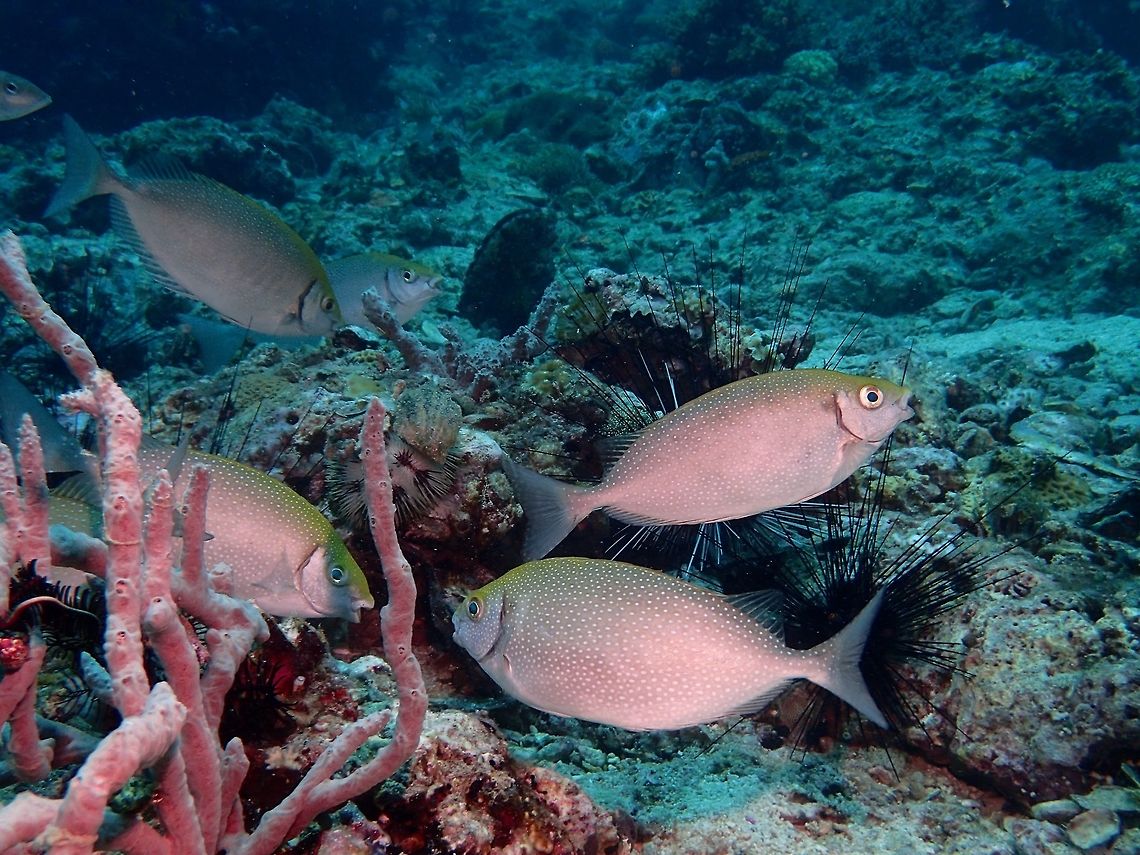 White-Spotted Rabbitfish The White-Spotted Rabbitfish - Siganus canaliculatus is greenish to yellow-brown with numerous bluish white spots (change to mottled patterns when resting on bottom); often dark spots behind upper gill opening.  Form aggregations. Cebu,Fish,Geotagged,Malapascua,Philippines,Rabbitfish,Siganus canaliculatus,Spring,White-Spotted Rabbitfish,White-spotted spinefoot