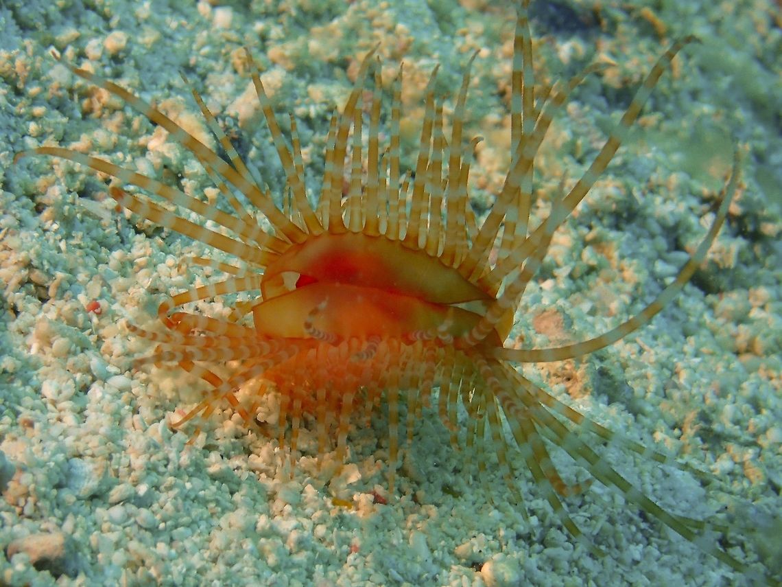 Fragile File Clam - Limaria fragilis  Cebu,Fragile file clam,Geotagged,Limaria fragilis,Malapascua,Philippines,Spring