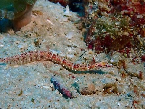 Orange-Spotted Pipefish The Orange-Spotted Pipefish - Corythoichthys ocellatus is tan with numerous dark-edged orange rectangular spots, white speckles; widely spaced narrow whitish bars encircle body; long snout.  Usually found either solitary or in pairs among sandy or rubble bottoms. Cebu,Corythoichthys ocellatus,Geotagged,Ocellated pipefish,Orange-Spotted Pipefish,Philippines,Pipefish,Spring,malapascua