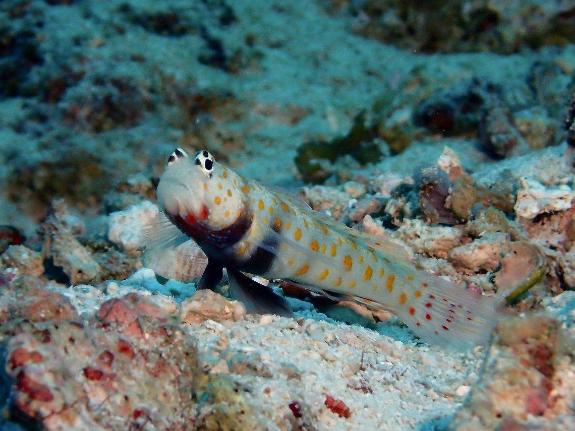 Spotted Shrimpgoby The Spotted Shrimpgoby - Amblyeleotris guttata is white in colour, with bright orange spots on head and body, dark band under rear head and another under belly; whitish iris with black markings.  Share burrow with alpheid Shrimp.<br />
Found in sandy bottoms of lagoons and seaweed slopes.<br />
<br />
I was not able to take picture of the Shrimp that shares its burrow as they have an interesting symbiosis relationship.  The Shrimps are blind and will do the 'housekeeping' of the burrow they shares, by clearing out rubbles, stones and pebbles that falls into the burrow.  The Shrimpgoby (variety of species) will be guarding at the entrance of the burrow and will signal to the Shrimps by waving its tail to signal to the Shrimp of potential dangers.  Very interesting and amusing to watch. Amblyeleotris guttata,Fish,Geotagged,Goby,Malapascua,Philippines,Shrimpgoby,Spotted Shrimpgoby,Spotted prawn goby,Spring,cebu