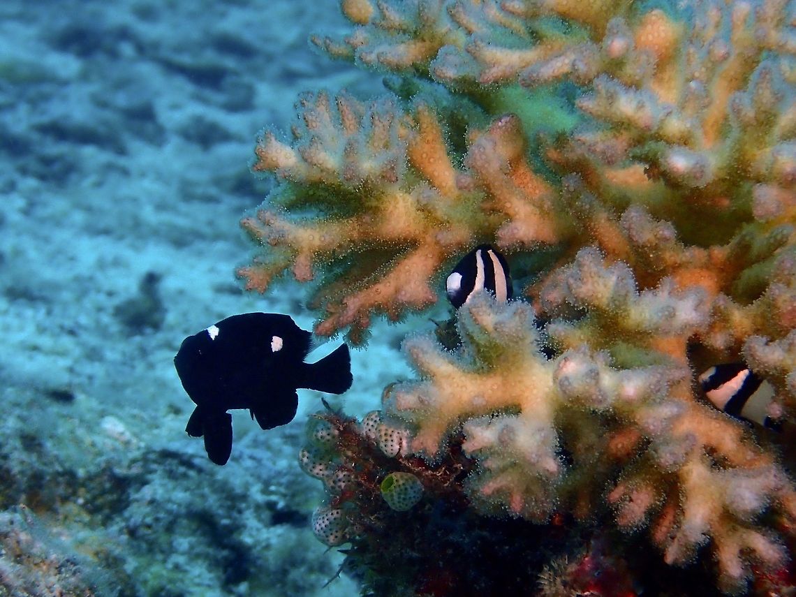 Domino Damselfish This is a juvenile Domino Damselfish - Dascyllus trimaculatus, they are black in colour with white spot on forehead and another on middle of upper back (both white spots gradually reduced in size with increased growth). As juveniles, they are often found in groups near to Anemones and mixing with other Anemonefish (Clownfishes) or small crops of hard corals.<br />
<br />
At adult phase, they are mostly gray with black scale edges without white spots; fins dark except rear dorsal. Cebu,Damselfish,Dascyllus trimaculatus,Fish,Geotagged,Philippines,Spring,Threespot dascyllus,malapascua