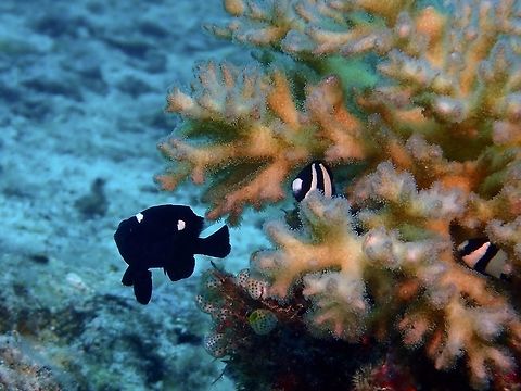 Domino Damselfish This is a juvenile Domino Damselfish - Dascyllus trimaculatus, they are black in colour with white spot on forehead and another on middle of upper back (both white spots gradually reduced in size with increased growth). As juveniles, they are often found in groups near to Anemones and mixing with other Anemonefish (Clownfishes) or small crops of hard corals.

At adult phase, they are mostly gray with black scale edges without white spots; fins dark except rear dorsal. Cebu,Damselfish,Dascyllus trimaculatus,Fish,Geotagged,Philippines,Spring,Threespot dascyllus,malapascua