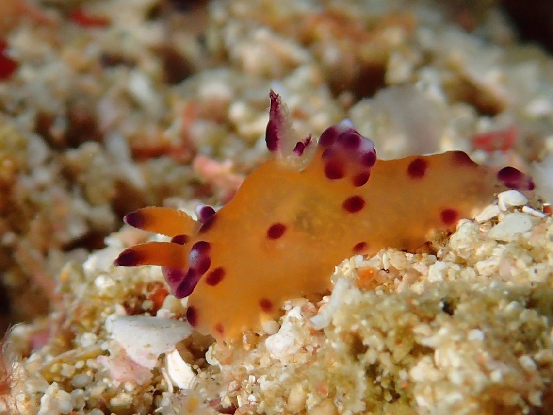 Thecacera sp Nudibranch This tiny Nudibranch of around 10-12 mm is possibly a undescribed species.  It has the characteristics that identifies it to the genus of Thecacera but does not fully match the existing known/described species.  The nearest match is Thecacera pacifica but the information I get from a Nudibranch specialist indicated this one has several features that are different from Thecacera pacifica. Cebu,Geotagged,Nudibranch,Philippines,Spring,Thecacera sp,malapascua