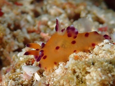 Thecacera sp Nudibranch This tiny Nudibranch of around 10-12 mm is possibly a undescribed species.  It has the characteristics that identifies it to the genus of Thecacera but does not fully match the existing known/described species.  The nearest match is Thecacera pacifica but the information I get from a Nudibranch specialist indicated this one has several features that are different from Thecacera pacifica. Cebu,Geotagged,Nudibranch,Philippines,Spring,Thecacera sp,malapascua