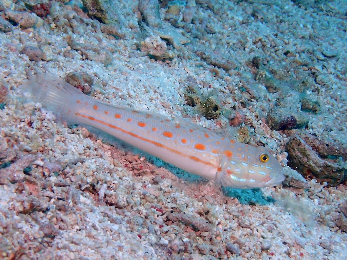 Orange-Dashed Goby The Orange-Dashed Goby - Valenciennea puellaris, also known as Orange-Spotted Goby are usually found in pairs.<br />
They are pale grey with double row of large orange spots on side; smaller orange spots on back and blue streaks or spots on head. Cebu,Fish,Geotagged,Goby,Malapascua,Orange-Dashed Goby,Orange-spotted sleeper-goby,Philippines,Spring,Valenciennea puellaris