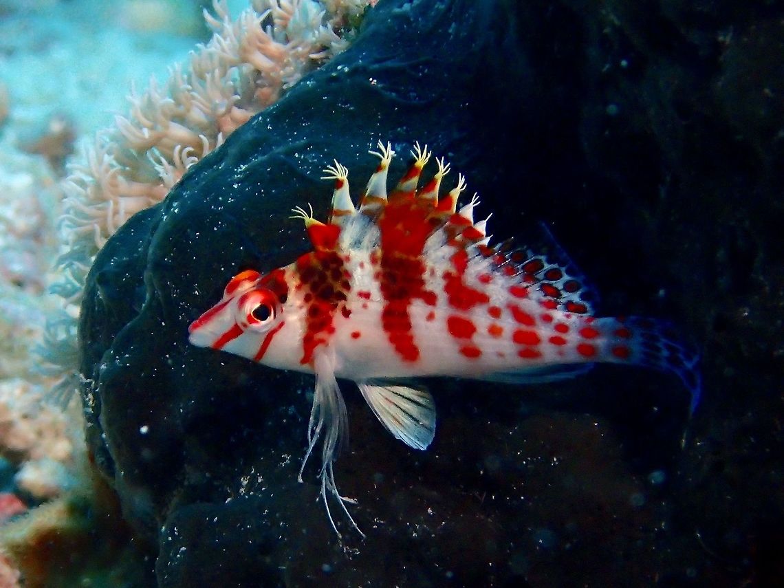 Dwarf Hawkfish This Dwarf Hawkfish - Cirrhitichthys falco is also known as Falco Hawkfish.<br />
They are white with a pair of reddish brwon saddles on forefody; small red-brown blotches on rear body often align as bars, pair of reddish bars below eyes. The dorsal fins has spines with numerous tassels.  Often found perched on top of corals, sponges or rocks/rubbles. Cirrhitichthys falco,Dwarf hawkfish,Falco Hawkfish,Fish,Geotagged,Hawkfish,Malapascua,Philippines,Spring,cebu