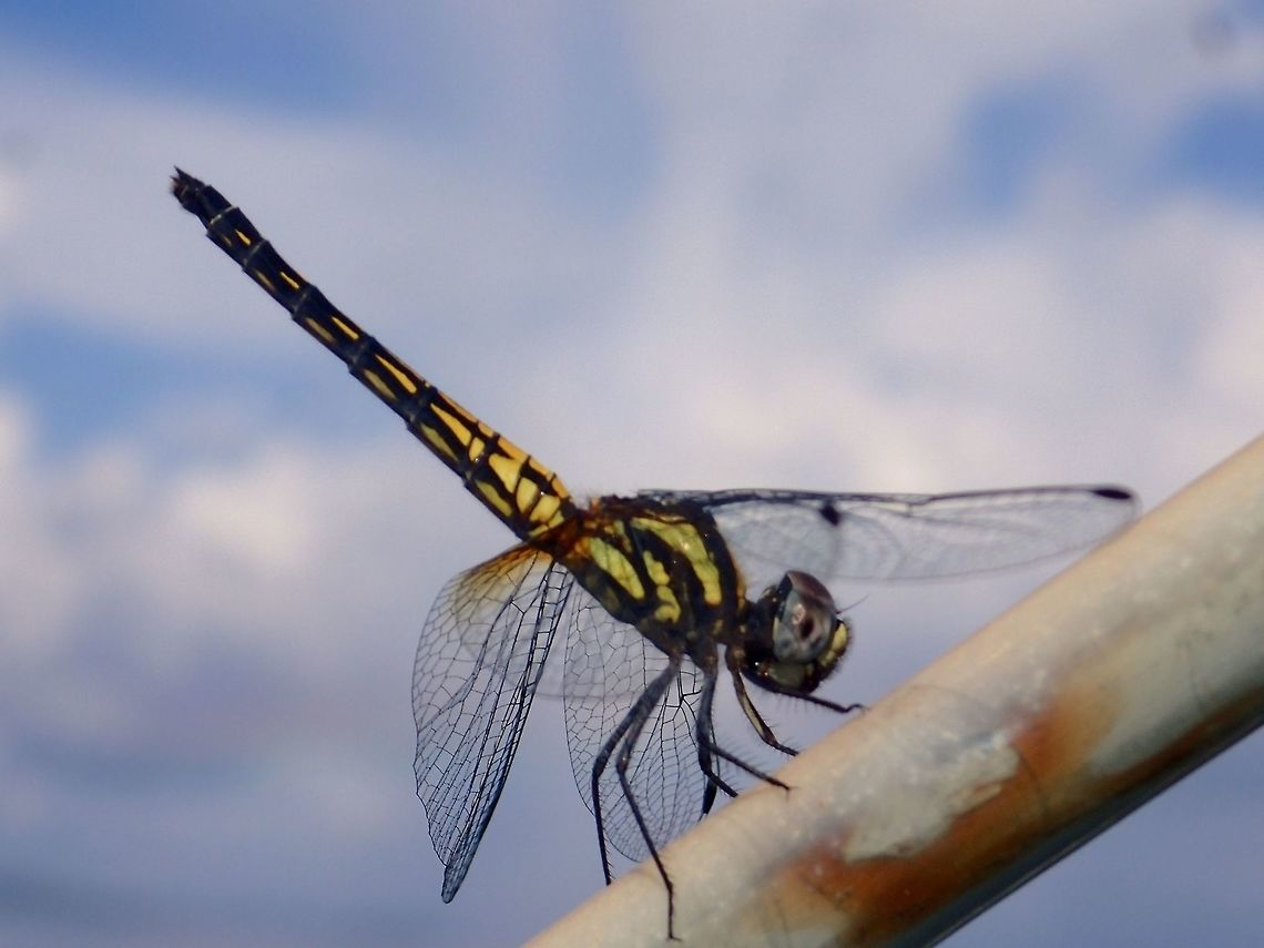 Dragonfly This Dragonfly was seen on the Boat that I was diving from for over 2 weeks and I decided to take a picture of it.<br />
<br />
Am usually not a big fan of them as I seldom gets their IDs :( Black Stream Glider,Cebu,Dragonfly,Geotagged,Philippines,Spring,Trithemis festiva,malapascua