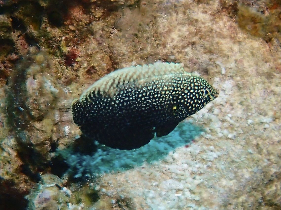 Black Leopard Wrasse This is the juvenile phase of a Black Leopard Wrasse - Macropharyngodon negrosensis, black in colour with numerous small white spots; pale dorsal fin and translucent tail. Black Leopard Wrasse,Black Wrasse,Cebu,Geotagged,Macropharyngodon negrosensis,Malapascua,Philippines,Spring,Wrasse