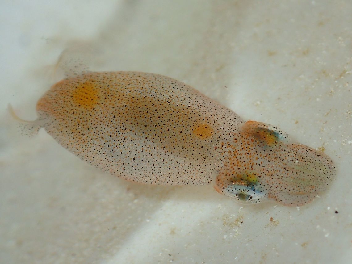 Two-Toned Pgymy Squid This Two-Toned Pygmy Squid - Idiosepius pygmaeus is very small in size, body around 1 cm.  If the tentacles are extended, then it is up to 2.5 - 3 cm.  Found this during low tide in a tidal pool, it changes colours as it swims near the surface to trying to hide among sea grasses.  This picture shows its pigmentation very clearly.<br />
 Geotagged,Idiosepius pygmaeus,Malapascua,Philippines,Spring,Squid,Two-toned Pygmy Squid,cebu